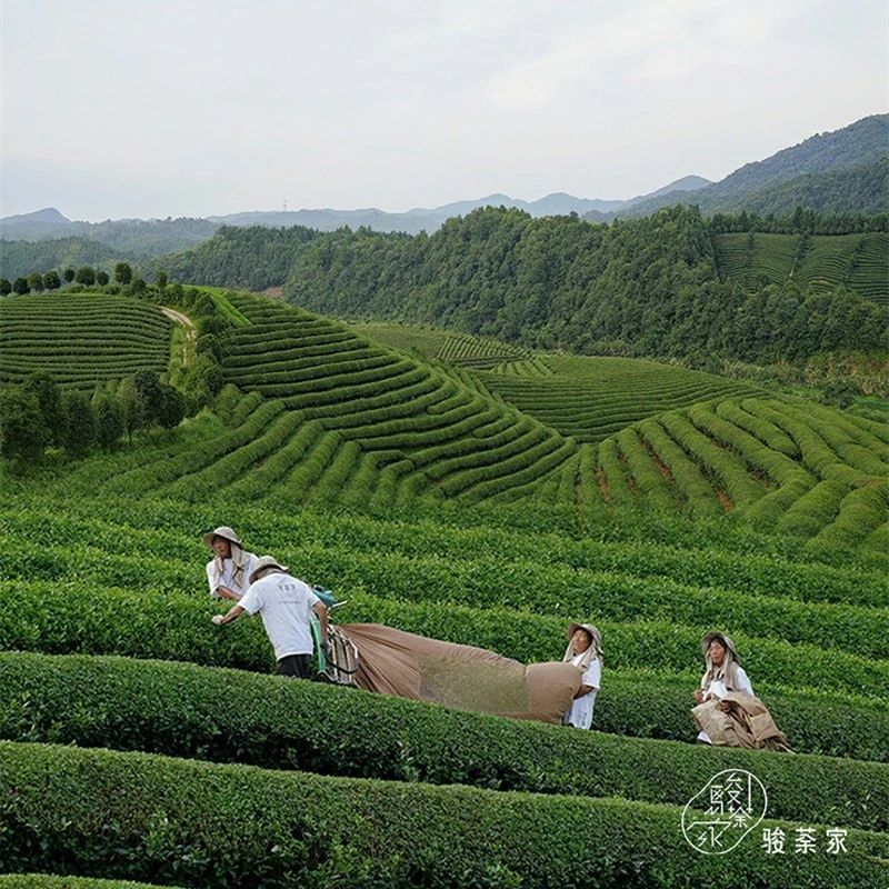 Jade Tea Dragon Well factory