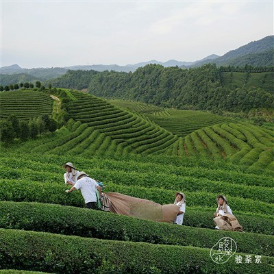 Чай JUNTUJIA за смесване №. 1